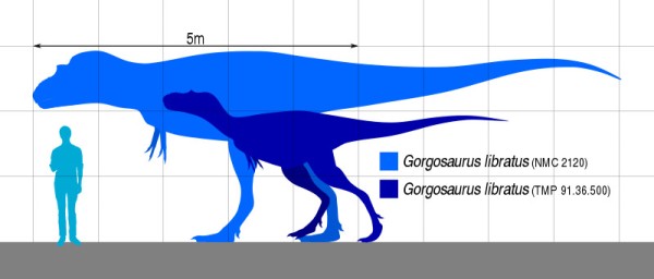 Size comparison of Gorgosaurus libratus specimens NMC 2120 (adult) and TMP 91.36.500 (subadult).