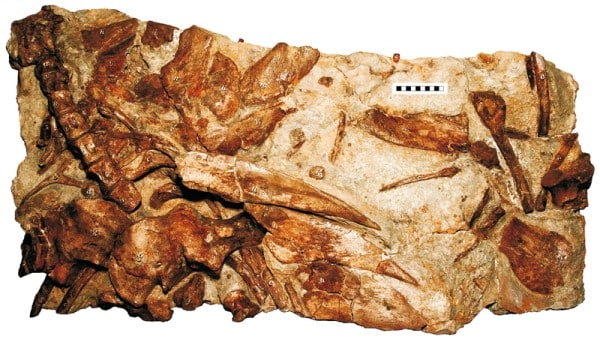 Holotype specimen of Hylaeosaurus armatus Mantell, 1833 (NMH R3775) from the Grinstead Clay Formation (late Valanginian) of Tilgate Forest, Sussex, southern England.