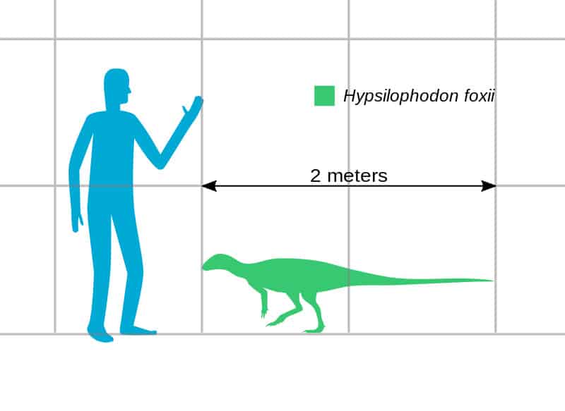 Size of Hypsilophodon foxii, an ornithopod dinosaur from Lower Cretaceous Europe. Silhouette based on Scott Hartman's skeletal.