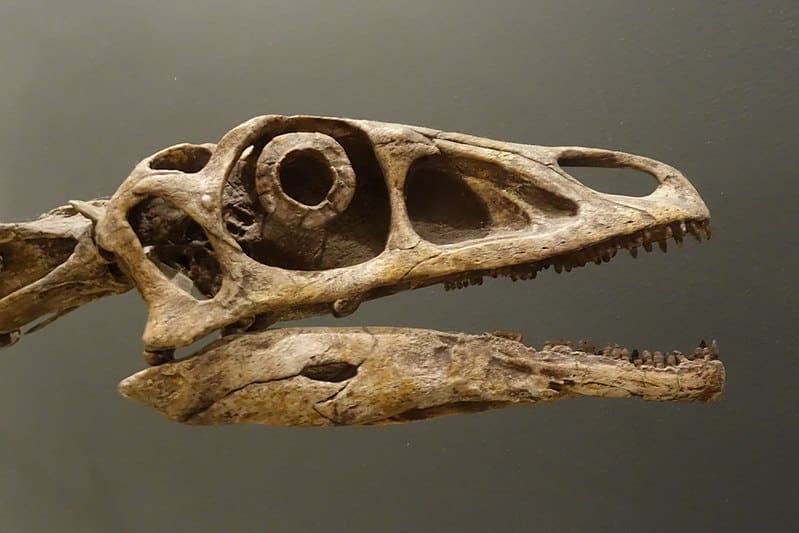 Falcarius skull cast, on display at the Natural History Museum of Utah, Salt Lake City.