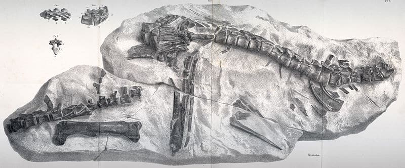 Hypsilophodon foxii specimens NHM 28707, 39560-1