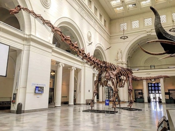 Skeletal exhibit of P. mayorum, the type species of Patagotitan, displayed in a grand museum hall. This reconstruction showcases the immense size and long neck of P. mayorum, a herbivorous dinosaur from the Late Cretaceous period. Known for being one of the largest land animals ever discovered, P. mayorum roamed the ancient landscapes of present-day Argentina.