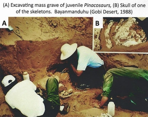 Mass-mortality juvenile specimens from Bayan Mandahu. Under excavation in 1988.
