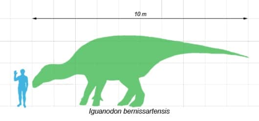 Size chart for Iguanodon bernissartensis, based on an illustration by ArthurWeasley