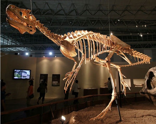 Mounted skeleton cast with reconstructed skull