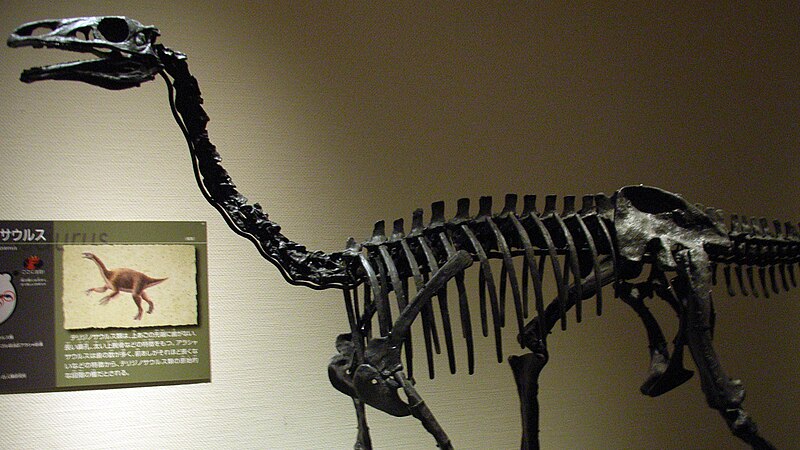 Alxasaurus at Kitakyushu City Museum of Natural History Inochi no Tabi Museum