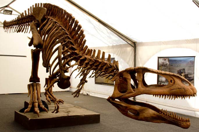 Tyrannotitan dinosaur skeleton