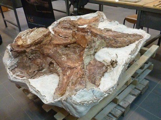Fossilized vertebrae of Patagotitan, displayed in a paleontology lab. These well-preserved vertebrae highlight the immense size of Patagotitan, one of the largest herbivorous dinosaurs from the Late Cretaceous period. Patagotitan, known for its long neck and massive body, roamed the ancient landscapes of what is now Argentina.