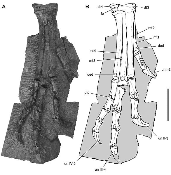 Heterodontosaurus foot