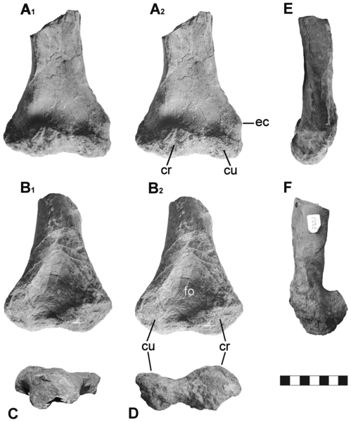 Partial referred humerus from Germany