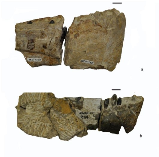 Craniomandibular material from the Cañadón Asfalto Formation, with tooth morphotypes based on enamel wrinkling. a: MPEF-PV 1670; b: MACN-CH 933
