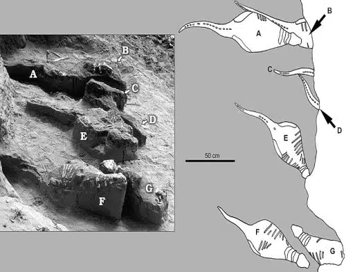 Excavation site showing multiple juvenile Pinacosaurus skeletons in situ. The diagram on the right provides a detailed layout of the fossil positions, highlighting the arrangement and preservation of these Late Cretaceous herbivorous dinosaurs. 