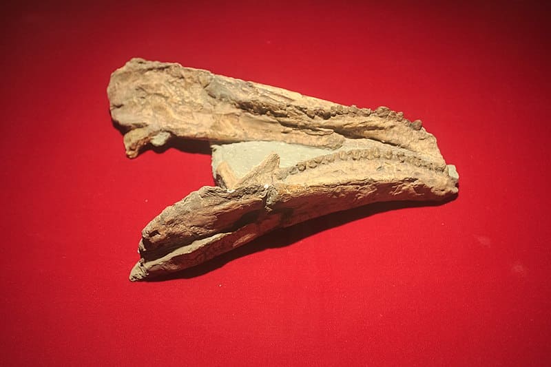 Skull of Gigantspinosaurus sichuanensis.