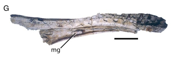 Left dentary of the holotype