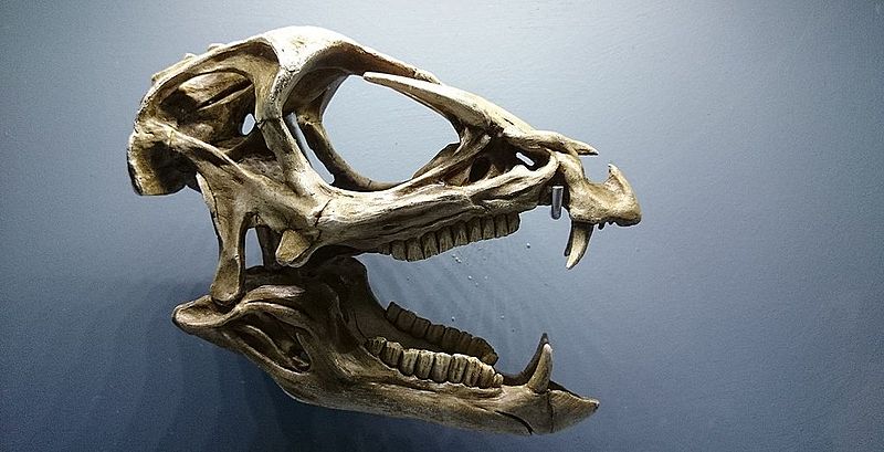 Heterodontosaurus, meaning different toothed reptile, is name after its distinctive and extremely unusual teeth