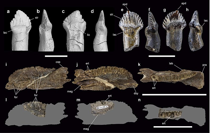 Comparison of teeth and dentary of Stegouros elengassen and Antarctopelta oliveroi