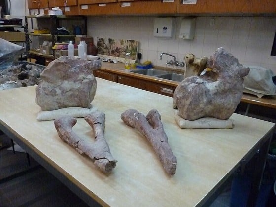 Fossilized bones of Patagotitan displayed on a table in a paleontology lab. These bones, including parts of the limbs and vertebrae, highlight the massive size and structure of Patagotitan, a herbivorous dinosaur from the Late Cretaceous period. Known for being one of the largest land animals, Patagotitan roamed the ancient regions of present-day Argentina.