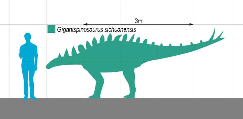 Size comparison of the stegosaurian dinosaur Gigantspinosaurus.
