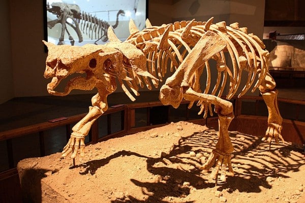Mounted skeleton cast of Pinacosaurus mephistocephalus