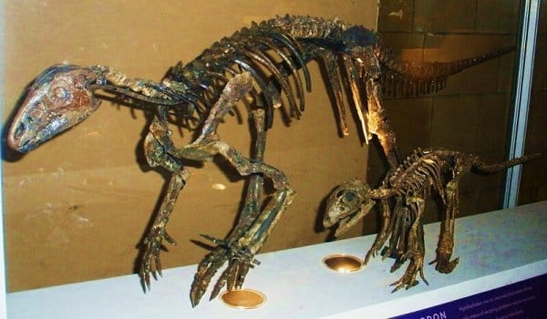 Fossil of Hypsilophodon, an extinct dinosaur-- Took the photo at Natural History Museum, London