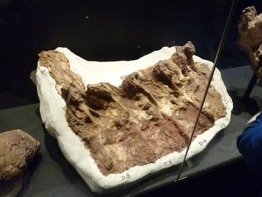Tyrannotitan fossils at the Trelew MEF