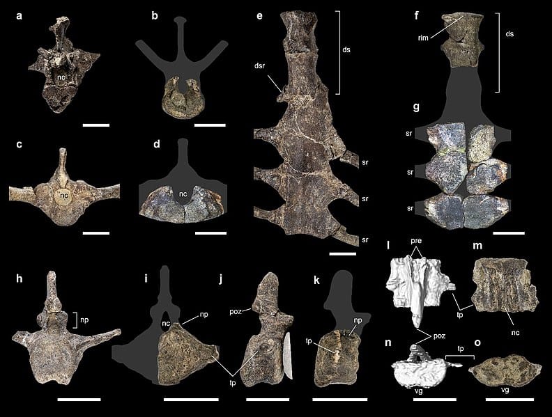 Comparison of axial skeleton between Stegouros elengassen and Antarctopelta oliveroi