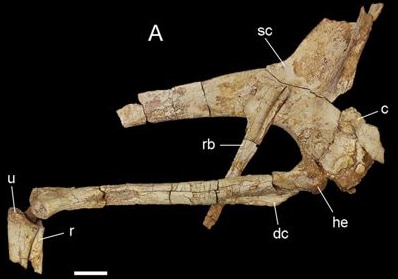 Pectoral and forelimb of Deltadromeus