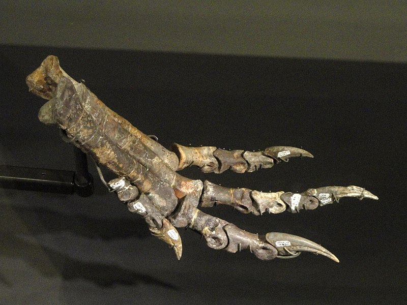 Fossil specimen in the Natural History Museum of Utah, Salt Lake City, Utah, USA