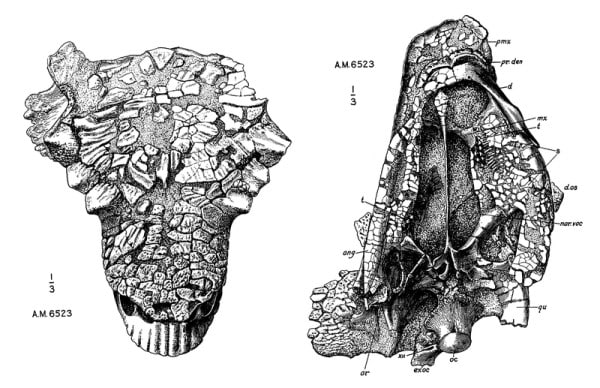 Holotype skull of P. grangeri
