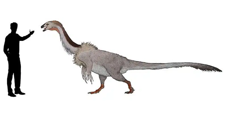 Artistic reconstruction of Falcarius utahensis standing next to a human for size comparison, showcasing its feathered body and elongated neck.