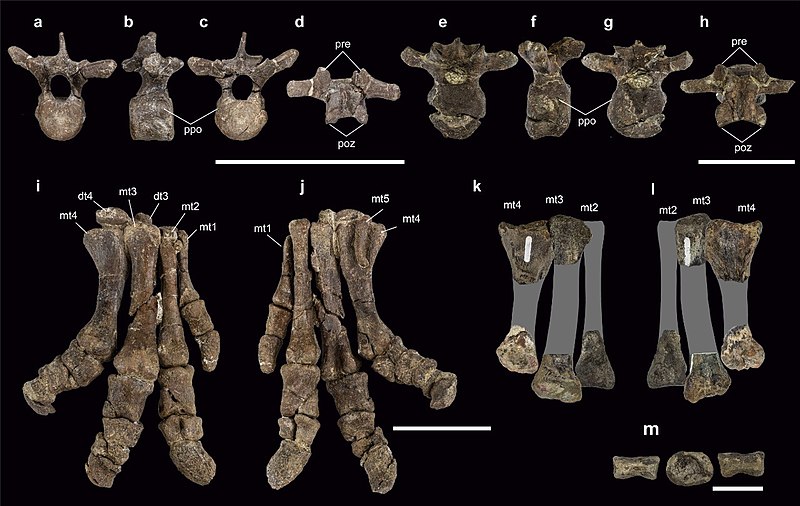 Comparison of cervical and pedal bones between Stegouros elengassen and Antarctopelta oliveroi