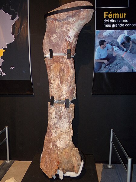 Fossilized femur of P. mayorum, the type species of Patagotitan, displayed in a museum. This massive bone highlights the enormous size of this Late Cretaceous herbivorous dinosaur, known for being one of the largest land animals ever discovered. P. mayorum, a quadrupedal dinosaur, roamed the ancient landscapes of present-day Argentina.