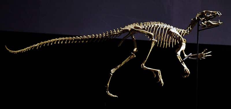 Heterodontosaurus skeleton
