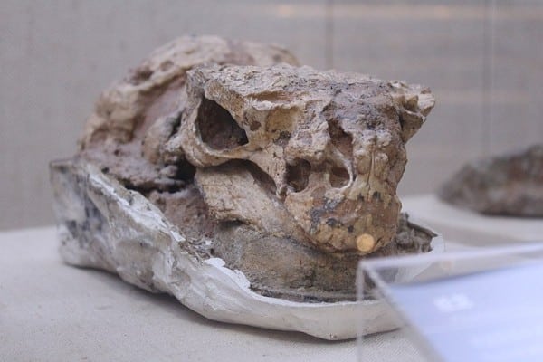 Skull of specimen IVPP V16853, from previous photograph