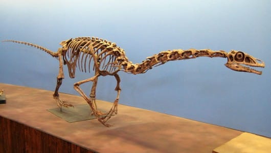 Falcarius skeleton reconstruction, Utah Museum of Natural History.
