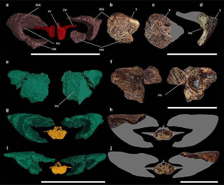 Anatomy of caudal weapon osteoderms in Stegouros elengassen and Antarctopelta oliveroi