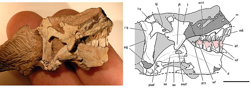 Posterior end of the skull of Heterodontosaurus tucki from from the Lower Jurassic Upper Elliot and Clarens formations of South Africa