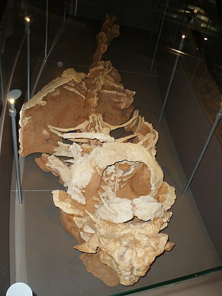 Fossil of Pinacosaurus, an ankylosaurian dinosaur Took the photo at Musee d'Histoire Naturelle, Brussels