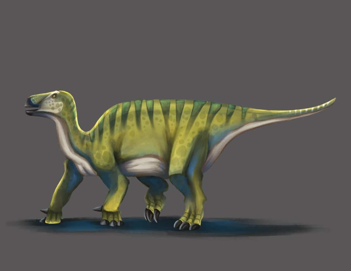 Iguanodon | Life and Legacy of an Early Cretaceous Marvel. The Iguanodon was a herbivorous giant from the Early Cretaceous. Discover its unique features, habitat, and the intriguing history of its discovery.