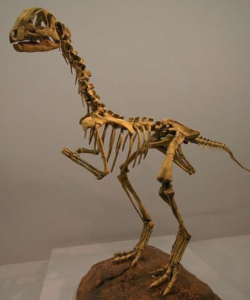 Reconstructed skeleton cast