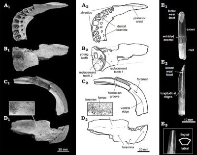 Photographs and interpretive drawings of the titanosauroid Bonitasaura salgadoi Apesteguía