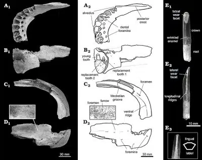  This image presents a detailed view of the teeth and jaw fossils of Bonitasaura, a genus of titanosaurian dinosaurs. The diagram includes labeled illustrations and photographs showing various angles and sections of the fossils. Panels A1-D1 display different views of the jaw fossil, while panels A2-D2 provide corresponding schematic drawings. 