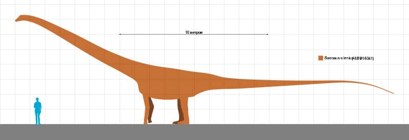 Size comparison Barosaurus