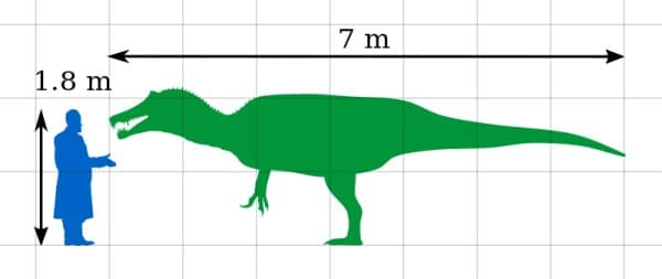 Scale comparison of the spinosaurid Irritator challengeri with a human (Ernst Stromer).