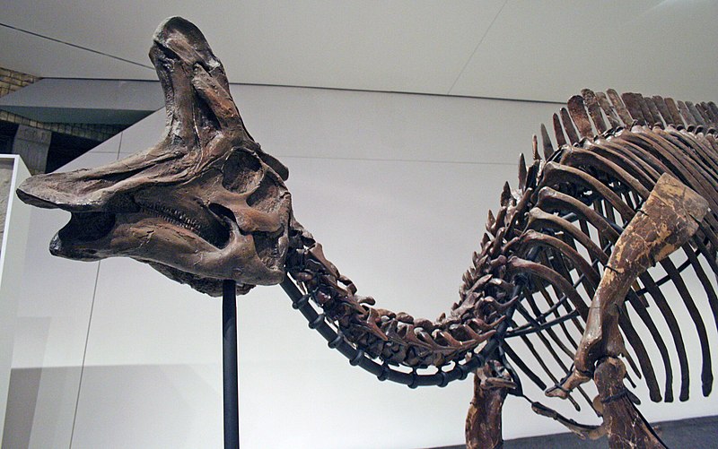 Mounted L. lambei skeleton, Royal Ontario Museum