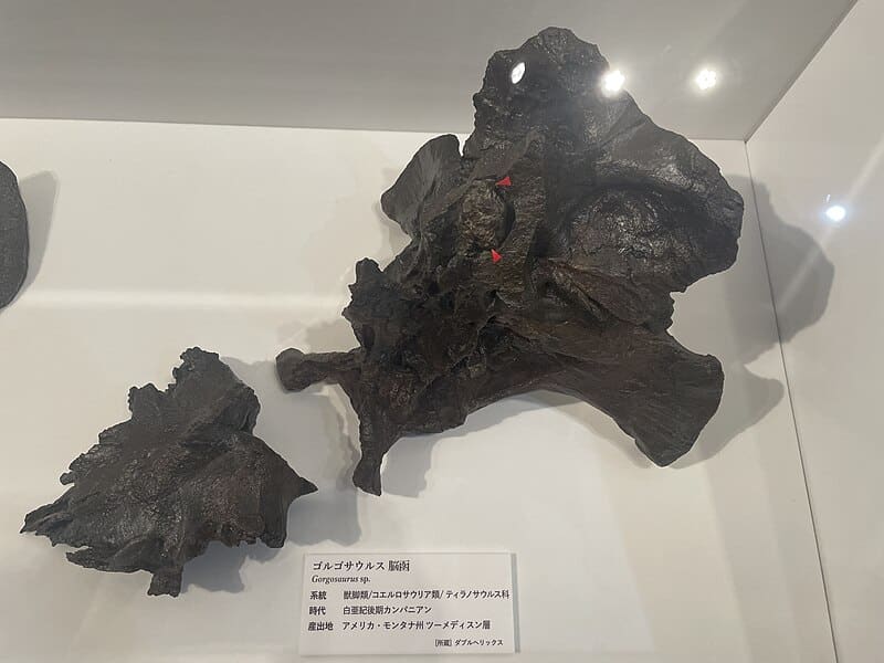 Gorgosaurus neurocranium