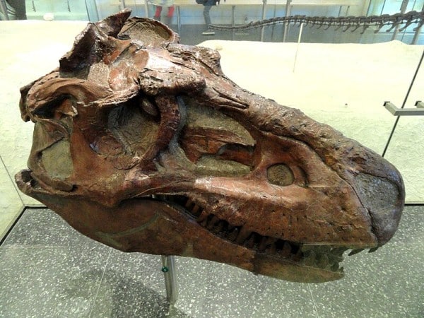 Gorgosaurus libratus skull.