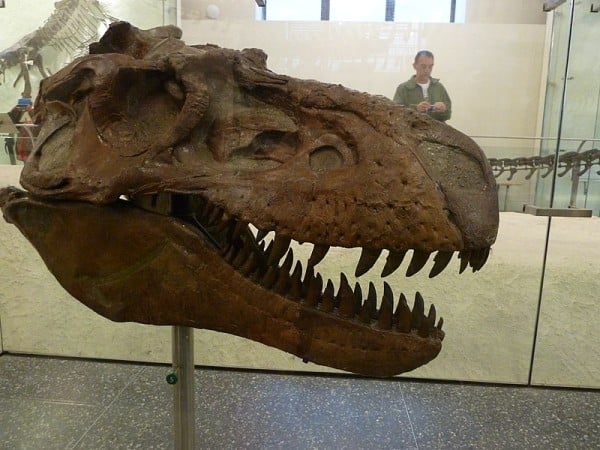 Fossil Gorgosaurus, American Museum of Natural History