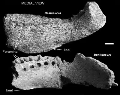 This black-and-white image features the medial views of the jaw fossils of Baalsaurus mansillai and Bonitasaura salgadoi. The upper part of the image shows the jaw of Baalsaurus with clearly labeled foramina and a keel. The lower part displays the jaw of Bonitasaura, highlighting the keel and detailed dental structure. 