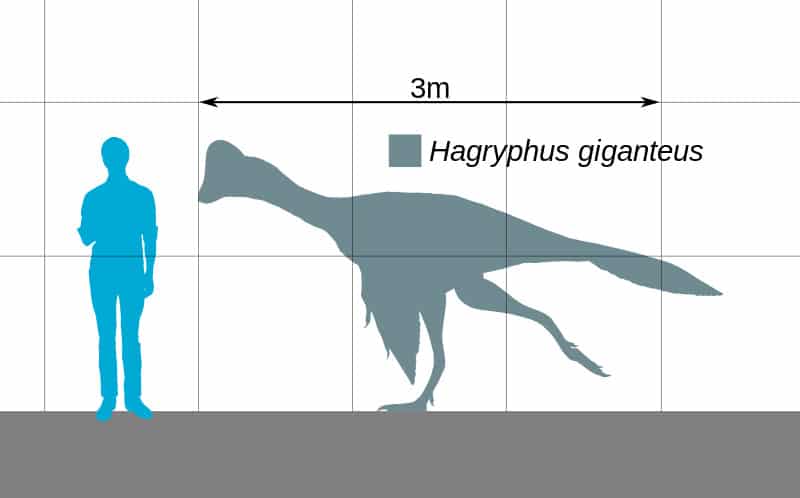 Size comparison of the caenagnathid oviraptorosaur Hagryphus giganteus. Based on a skeletal reconstruction by Jaime Headden
